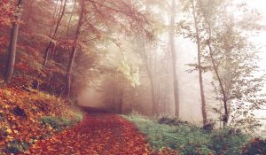 A narrow forest path covered in fallen reddish-brown leaves winds through a misty autumn woodland, surrounded by tall trees with muted fall colors.