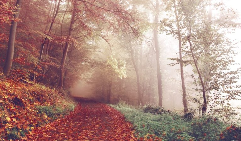 A narrow forest path covered in fallen reddish-brown leaves winds through a misty autumn woodland, surrounded by tall trees with muted fall colors.