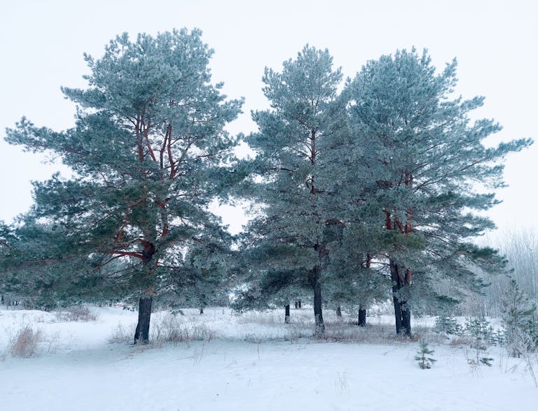 Free stock photo of baltic pine, beauty, chelny