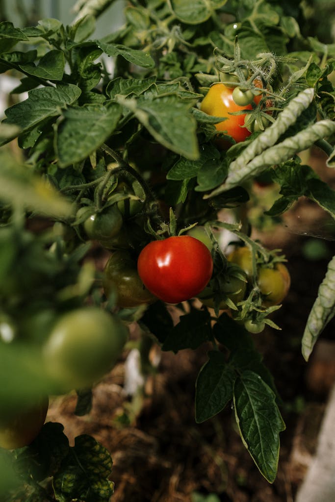 Close-up of ripe organic tomatoes on the vine, showcasing their vibrant colors and healthy leaves.