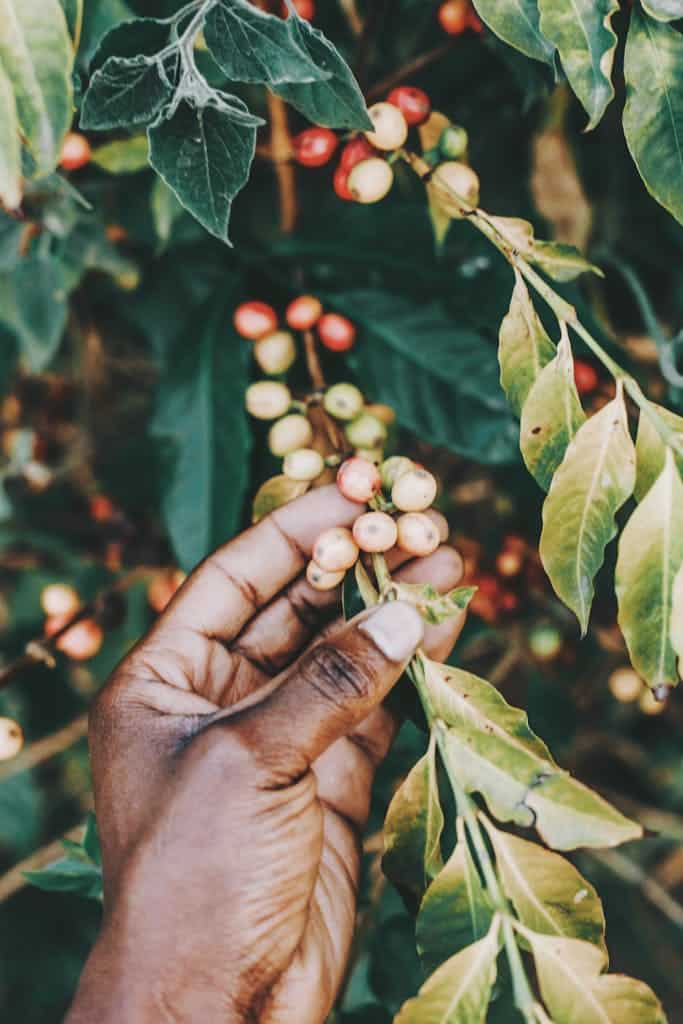 Hand picking ripe vegetables from a plant in a garden during harvest