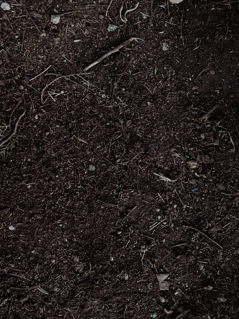 Detailed shot of fertile soil perfect for gardening and planting.