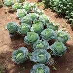 Vibrant green cabbages growing in a sunlit field, showcasing healthy growth.