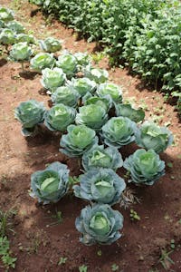 Vibrant green cabbages growing in a sunlit field, showcasing healthy growth.