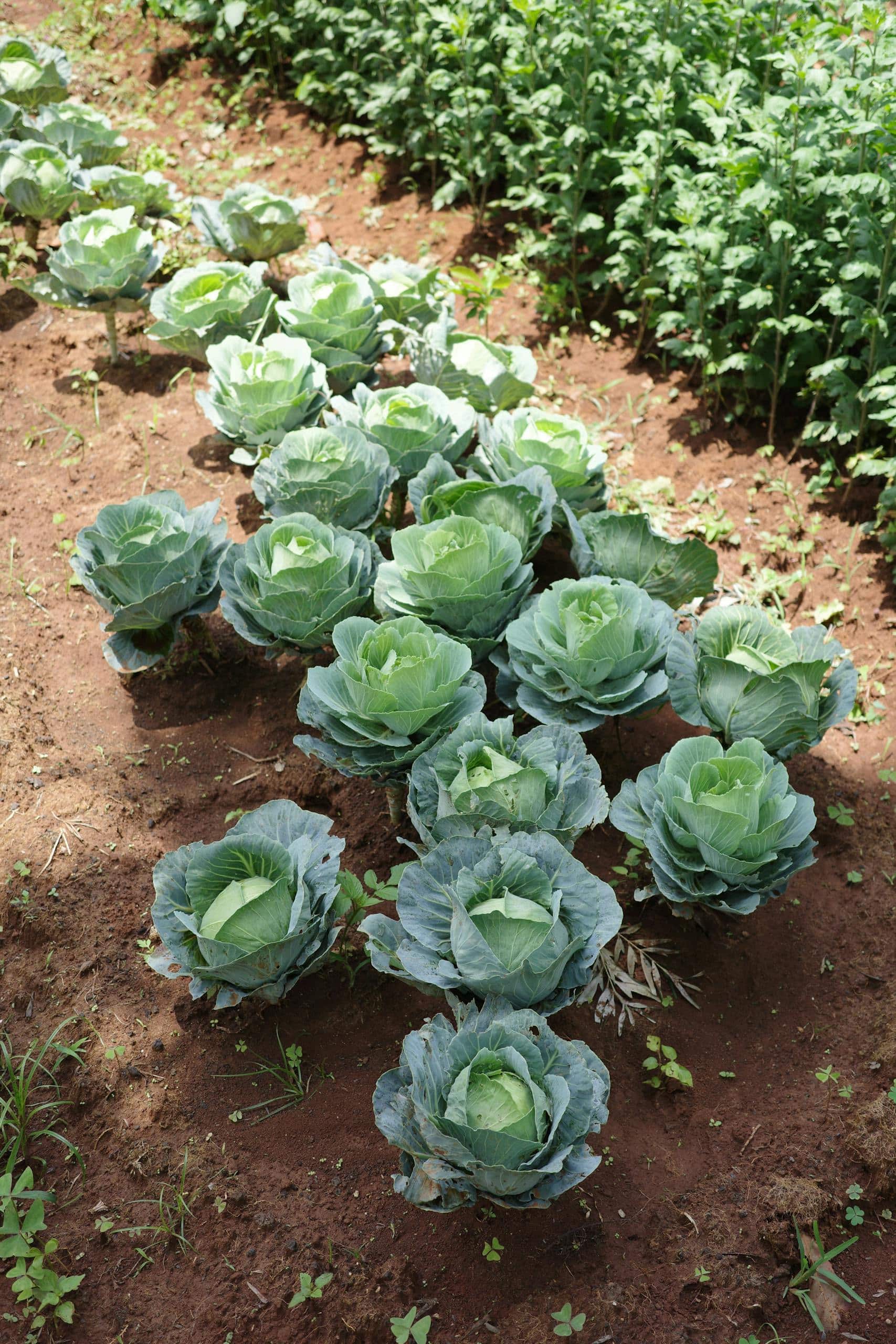 Vibrant green cabbages growing in a sunlit field, showcasing healthy growth.